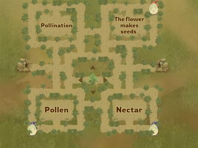 Pollination 