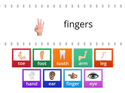 Parts of body plurals