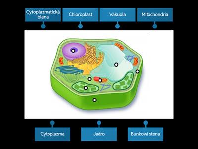 Stavba rastlinnej bunky - Biológia 6. ročník 