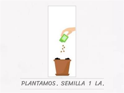 ORDENA. ¿CÓMO CRECE UNA PLANTA? 1º PRIM