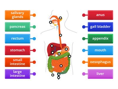  Digestive System