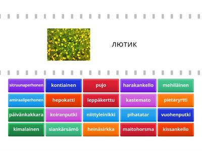 Pisara 4 Niitty etsi