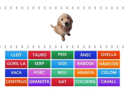 ELS ANIMALS EN VALENCIÀ