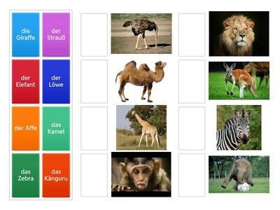 Tiernamen Maximal Kids 1