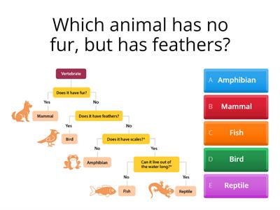 Dichotomous Keys Practice Questions