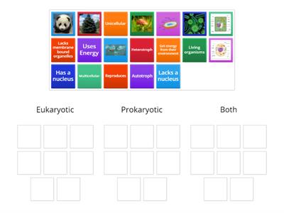 Cell Types Practice