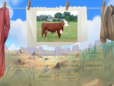 Cattle Breeds