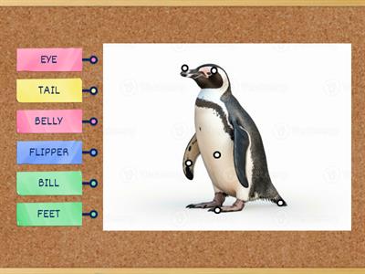 PENGUINS BODY PARTS