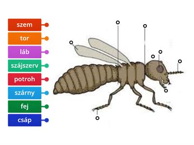 Rovarok testfelépítése
