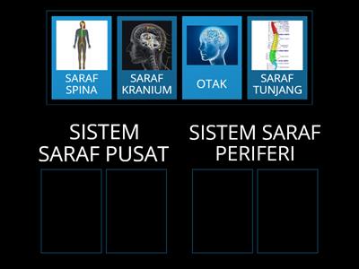 BIOLOGI TING 5: ORGANISASI SISTEM SARAF