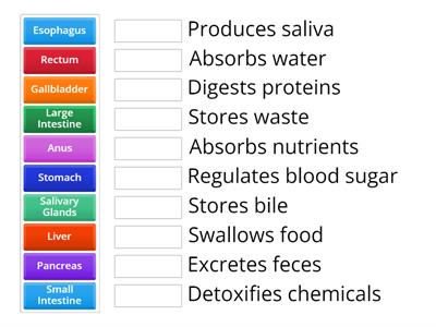 Digestive System Match-Up