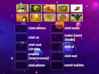 VČELA MEDONOSNÁ - 2.ročník :-)