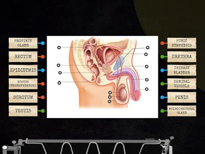 Male reproductive system