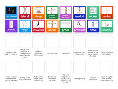 Anatomical Directions