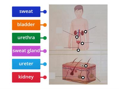 Excretory System