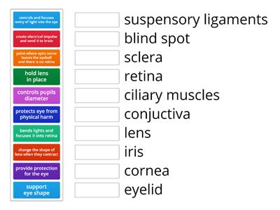 Eye anatomy