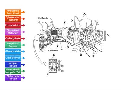 Cell Membrane Diagram