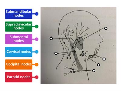 Lymph Nodes L3 A&P p2