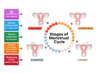 Menstruation Cycle