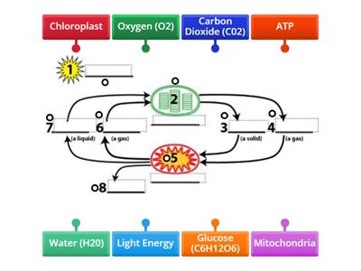 Photosynthesis and Cellular Respiration 