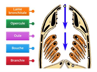 L'appareil respiratoire du poisson