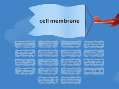 Cell Structure and Function