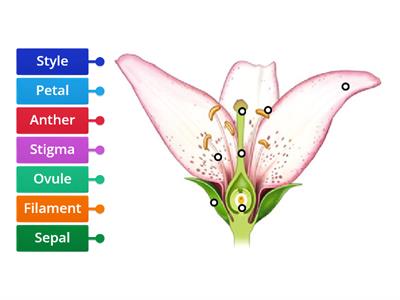 Flowering Plant Reproduction-HSHS