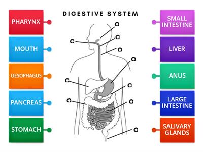 Digestive system