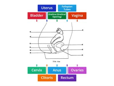 Female Reproductive System