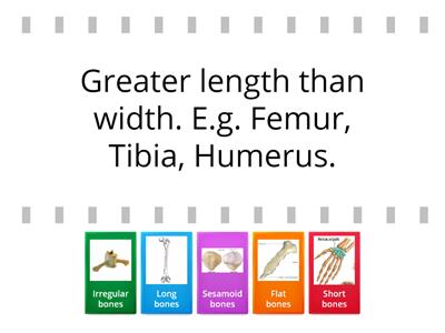 Bone Types: Match the definition to the type of bone