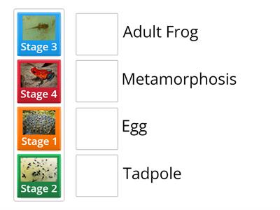 life cycle of frogs