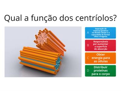 As organelas e suas funções.