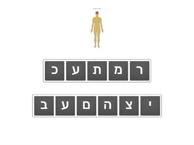 אירגון מילים מערכות בגוף