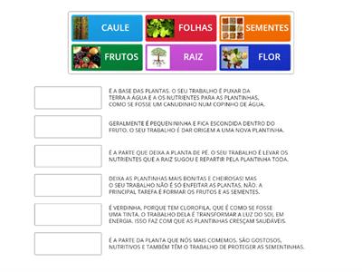 AS PARTES DAS PLANTAS E SUAS FUNÇÕES