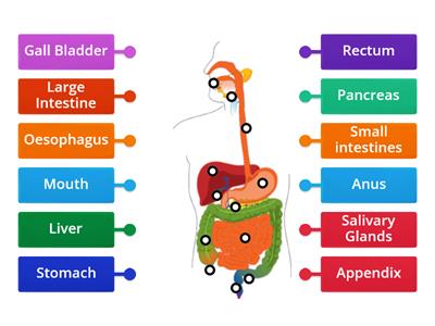 KS4 Digestive System