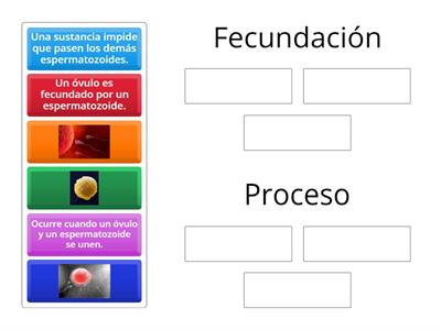 Fecundación: Proceso que da comienzo a la formación del futuro