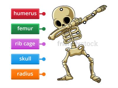 Skeletal System