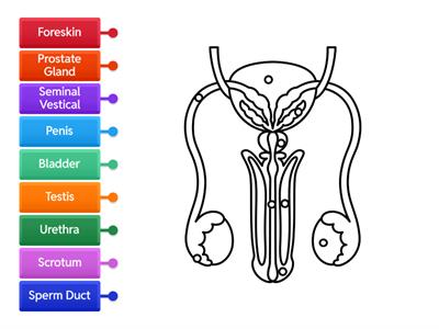 Male Reproductive System