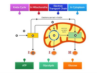 Cellular Respiration Diagram