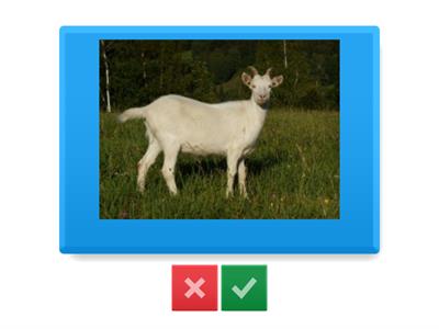 hospodářská zvířata - ovce, kozy 