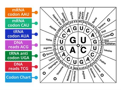 Amino Acid Codon Chart