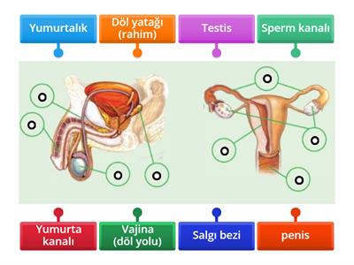 Dişi ve Erkek Üreme Sistemi