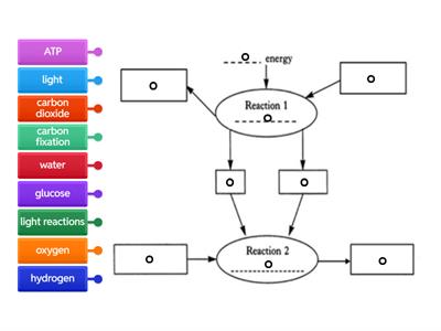  Photosynthesis - Nat 5