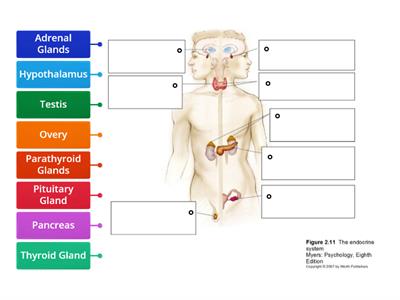 Endocrine System