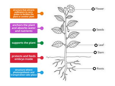 Basic Plant Structures--Functions