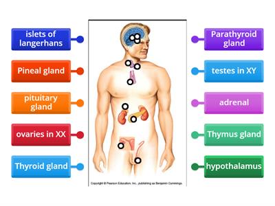 Endocrine system