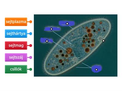 Papucsállatka felépítése