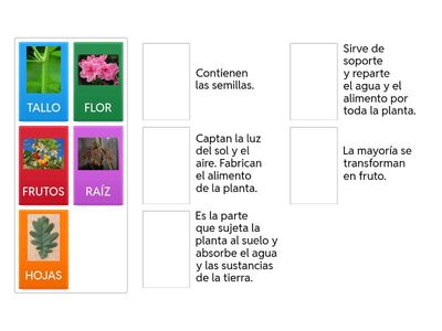 Funciones de las partes de las plantas. 3º Primaria 