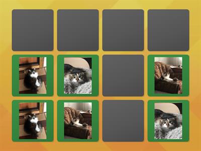 Найди всех Маш