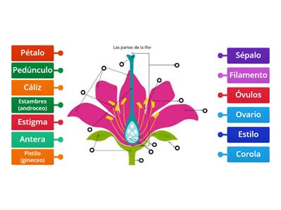 Partes de una flor